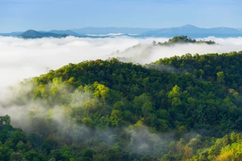 Nel 2025 l’Italia lancia la Rete dei Boschi Vetusti: un primato europeo per la tutela delle foreste e degli alberi monumentali.
