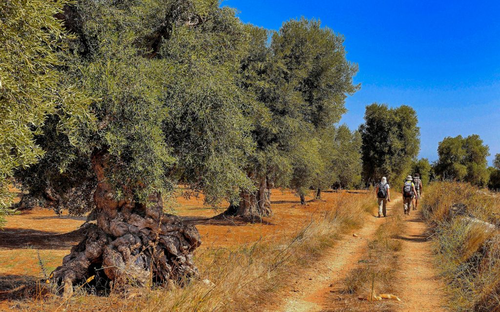 Escursionisti camminano lungo un sentiero sterrato nella Piana degli Ulivi Monumentali in Puglia, circondati da ulivi secolari e cielo limpido.